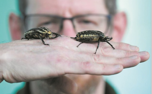 Insectes, arbres ou coraux, des espèces vitales pour l'homme