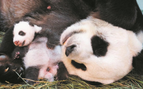 “Dégueus” ou “trop mignons!”, les animaux discriminés par leur image