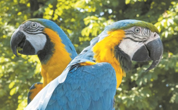 Insolite : Un perroquet super docile