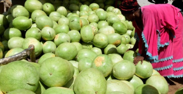 L'intelligence artificielle et le “big data” à la rescousse des agriculteurs africains