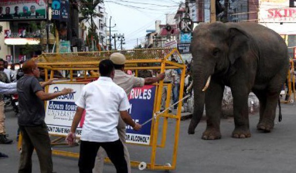 Insolite : La balade d'un éléphant