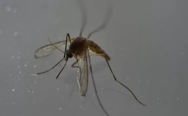 Zika : Risque de séquelles neurologiques graves