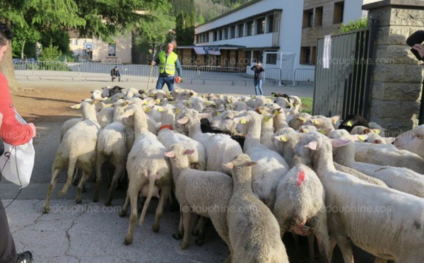 Insolite  : Des moutons à l’école