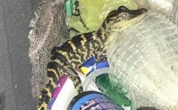Insolite : Un alligator dans le pantalon