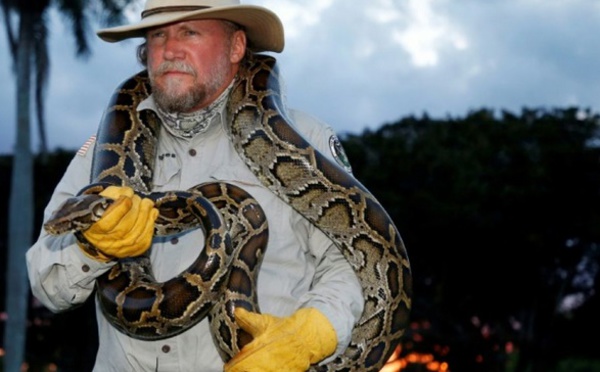 Ces patrouilles qui traquent les pythons la nuit en Floride