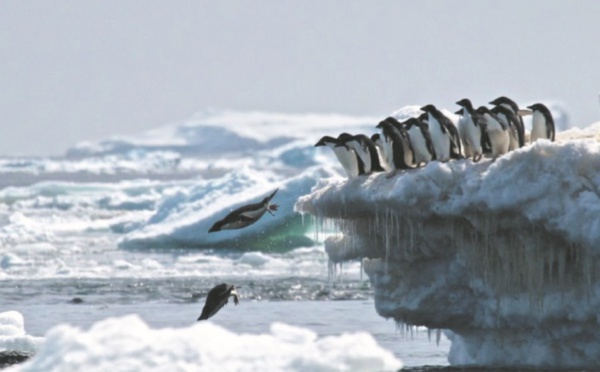 Les fientes de manchots, indispensable chaînon de la vie en Antarctique