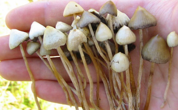 Insolite  : Champignons hallucinogènes