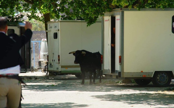 Insolite : Taureau en fuite