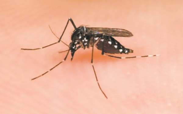 Comment dissuader les moustiques de nous piquer