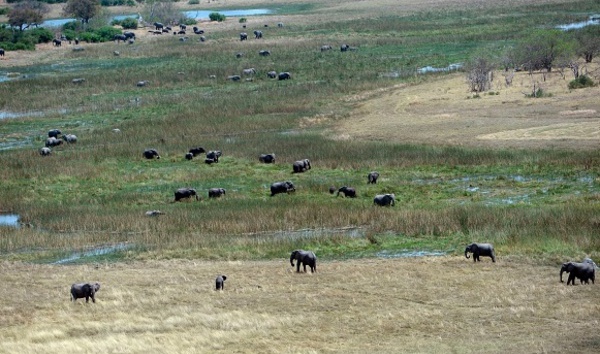 Réactions passionnées après le rétablissement de la chasse aux éléphants au Botswana