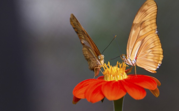 Appel à l'application de la loi relative à la protection des espèces de flore et de faune sauvages