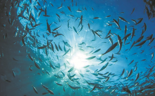 Les poissons aussi ont des chagrins d'amour