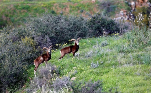 Emblématiques de Chypre, les mouflons suscitent l'ire des agriculteurs