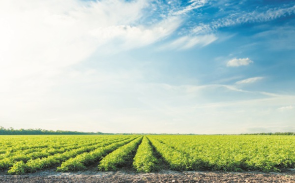L'agriculture peut aussi rafraîchir la planète