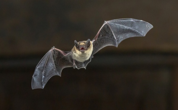 Les chauves-souris, première cause de cas mortels de rage humaine aux Etats-Unis