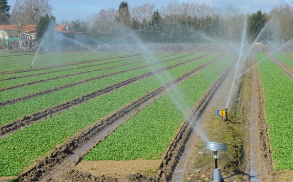 Les subventions accordées aux agriculteurs du Gharb en 2018 ont atteint 135 MDH