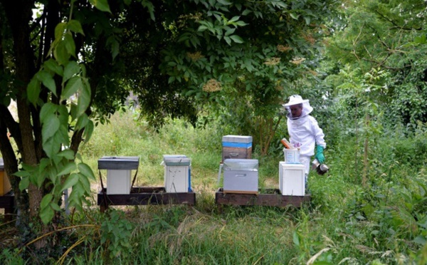L'agriculture bio, c'est bon pour les abeilles