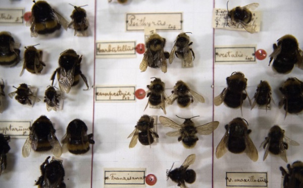 "Apocalypse des insectes", le trésor des entomologistes de Krefeld