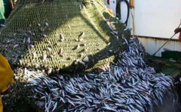 1,3 million de tonnes de produits de la pêche commercialisés en première vente en 2018