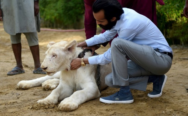 Insolite : Des lions comme animaux de compagnie