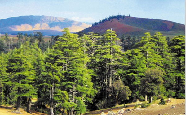 L’ingénieur forestier en rempart contre la déperdition des forêts