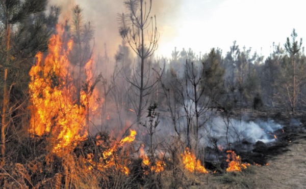 Comment éviter le déclenchement des feux de forêt et s’en sortir indemne