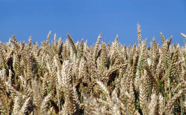 Le blé dur, de plus en plus rare au Maroc : Les agriculteurs tirent la sonnette d’alarme