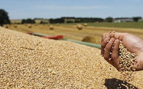 La production céréalière en forte baisse