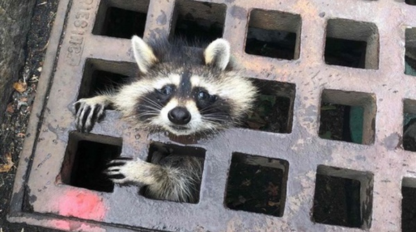 Insolite : Raton laveur