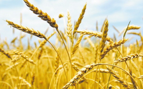 La production céréalière accuse une baisse significative