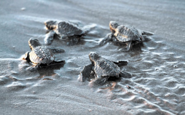 Les embryons de tortue jouent un rôle dans la détermination de leur sexe