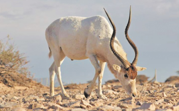 Naissance de bébés addax, espèce menacée, au jardin zoologique de Rabat