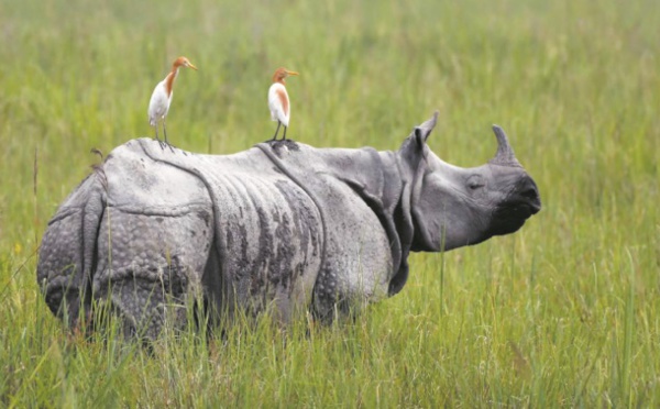 Mousson de tous les dangers pour les rhinocéros d'Inde