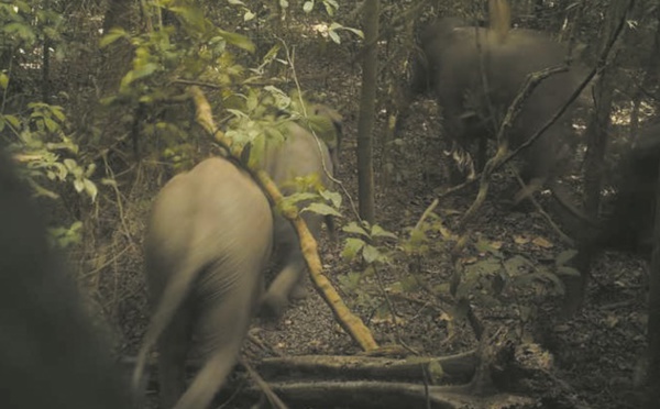 Les éléphants de Lagos, secret bien gardé du Nigeria