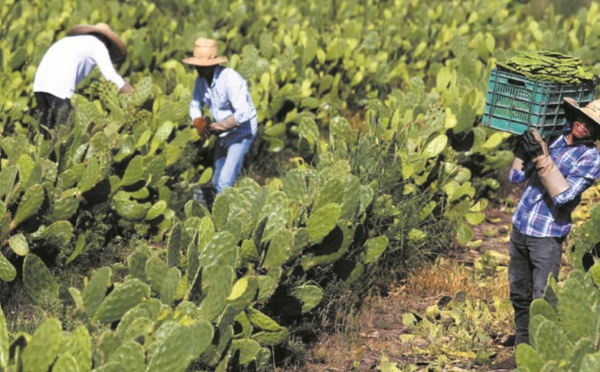 Au Mexique, le cactus pour produire du plastique