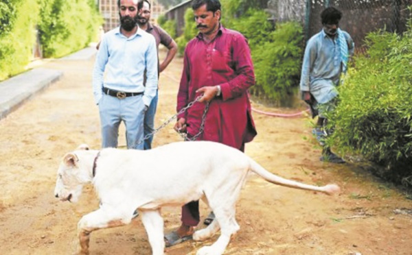 Au Pakistan, des lions comme animaux de compagnie