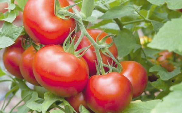 La tomate marocaine s’exporte bien vers l’Union Européenne