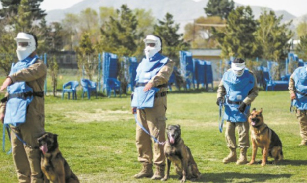 En Afghanistan, le meilleur ami de l'homme est un chien renifleur d'explosifs