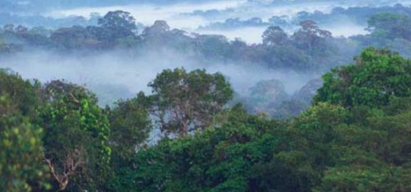 Les forêts tropicales, un “poumon” qui s'essouffle
