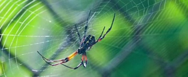Le réchauffement climatique rend les araignées plus agressives