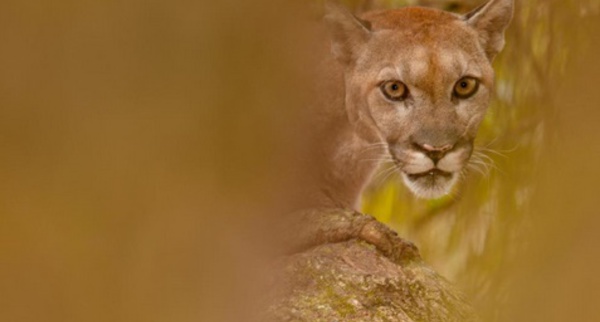 Insolite : Lynx et panthères
