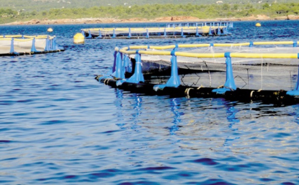 Le potentiel de la génétique dans l’aquaculture améliorerait la sécurité alimentaire