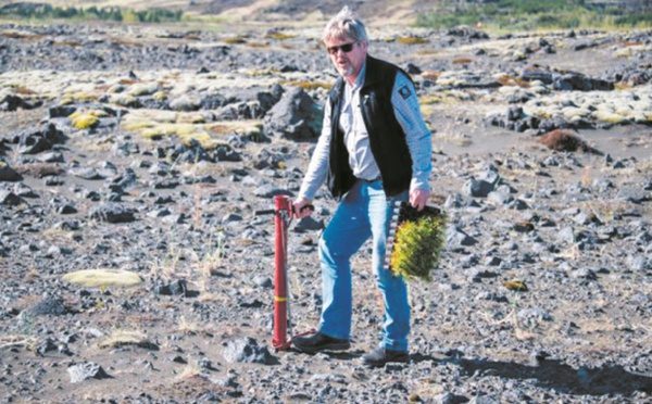 Les Vikings ont rasé les forêts, l'Islande reboise à tout-va