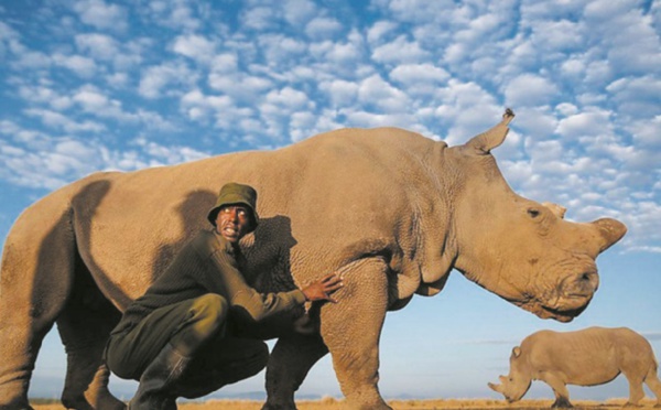 Les scientifiques font un pas de plus pour sauver le rhinocéros blanc du Nord