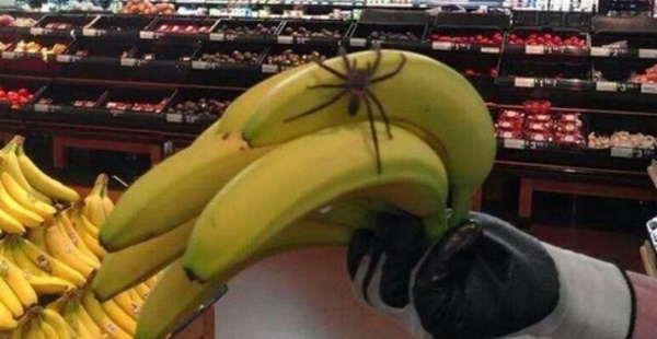 Insolite : Une tarentule au supermarché