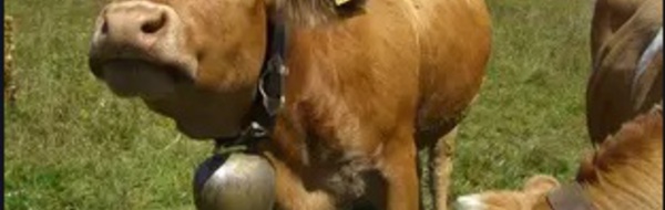 Insolite : Voleurs de cloches de vache