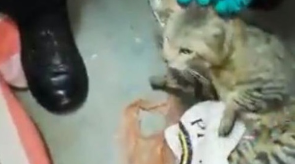 Insolite : Chat appréhendé