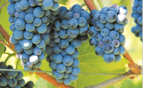 Accroissement de la production globale en raisin au titre de la campagne 2017-2018