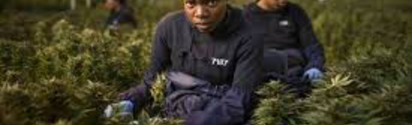 ​Le royaume du Lesotho, pionnier africain du cannabis médicinal