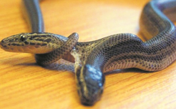 Insolite : Un serpent à deux têtes découvert à Bali